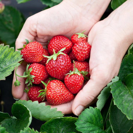 Livraison plante Fraisier Elsanta – Lot de 3 – Pot 9 cm