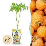 Livraison plante Framboisier Fallgold – Lot de 3 – Pot 9 cm