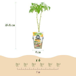 Livraison plante Framboisier Fallgold – Lot de 3 – Pot 9 cm