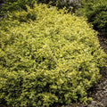 Euonymus Fortunei 'Emerald 'n Gold' - Fortune's Spindle Shrub
