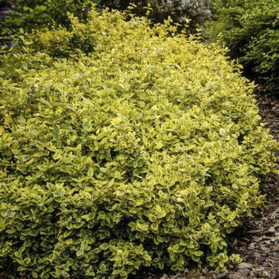 Euonymus Fortunei 'Emerald 'n Gold' - Fortune's Spindle Shrub
