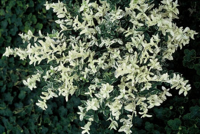 Spindle Tree (Euonymus fortunei) 'Harlequin' - Variegated Evergreen Shrub