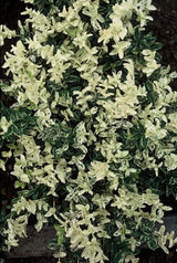 Livraison plante Fusain de Fortune 'Harlequin'