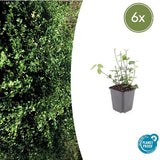 Livraison plante Fusain fortune Coloratus