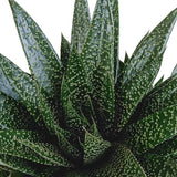 Livraison plante Gasteria