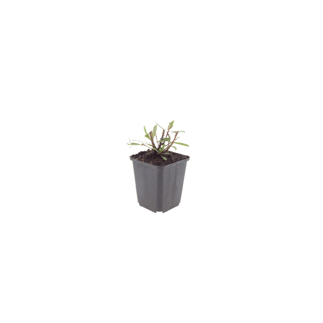 Livraison plante Gaura blanche papillon