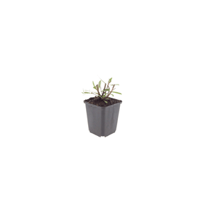 Livraison plante Gaura blanche papillon