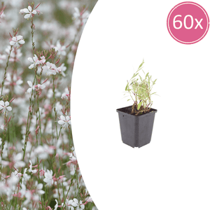 Livraison plante Gaura lindheimeri