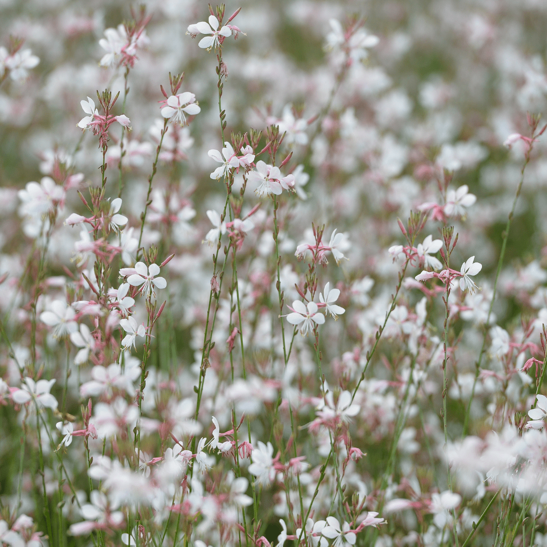 Livraison plante Gaura lindheimeri