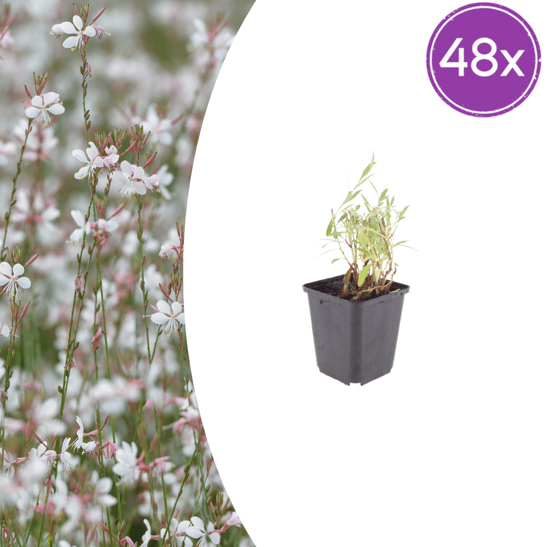 Livraison plante Gaura lindheimeri