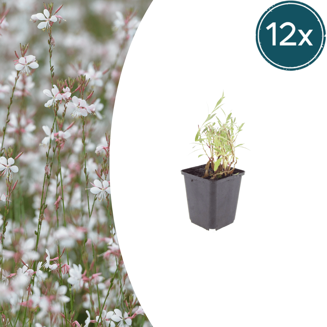 Livraison plante Gaura lindheimeri