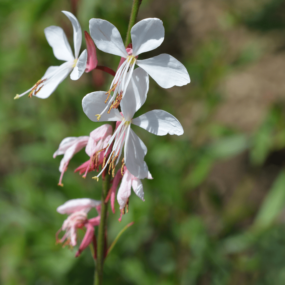 Livraison plante Gaura lindheimeri