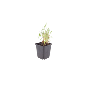 Livraison plante Gaura lindheimeri