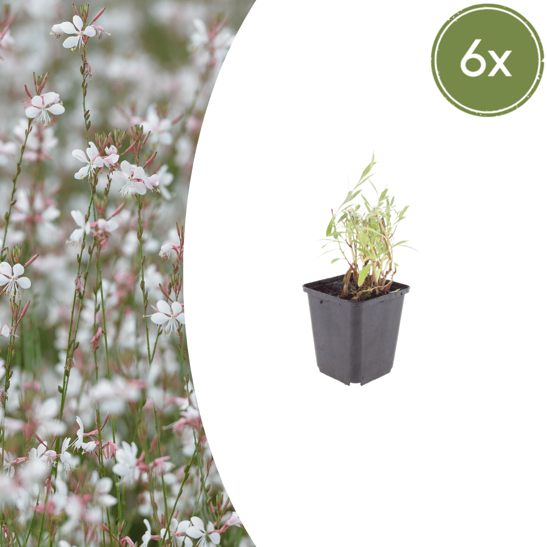 Livraison plante Gaura lindheimeri