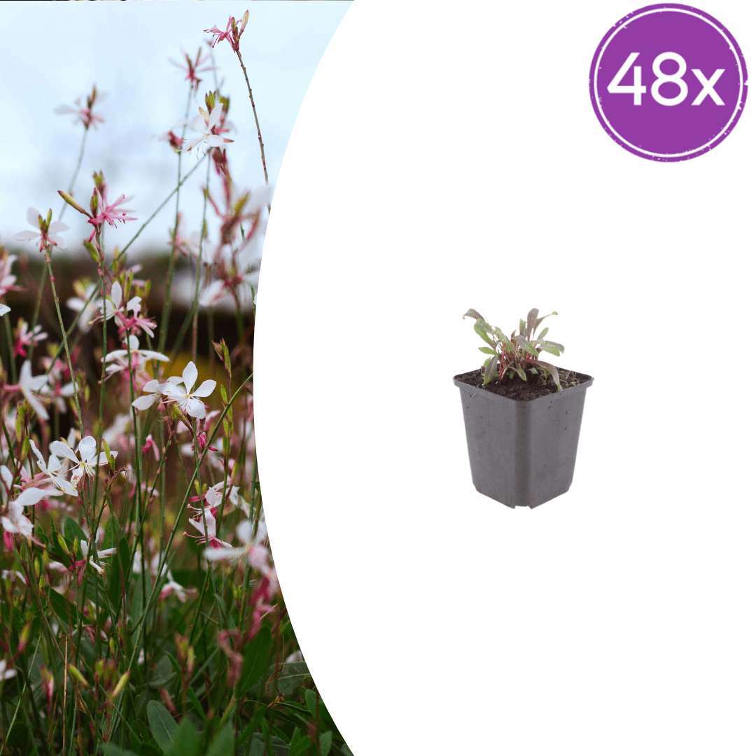 Livraison plante Gaura rose