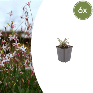 Livraison plante Gaura rose