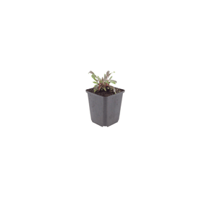 Livraison plante Gaura rose