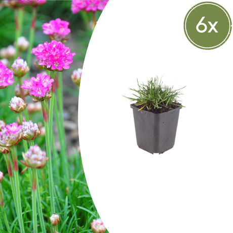 Livraison plante Gazon d'Espagne Armeria