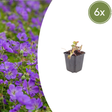 Livraison plante Geranium azur