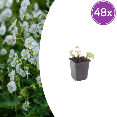Livraison plante Geranium blanc