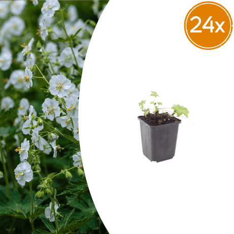 Livraison plante Geranium blanc