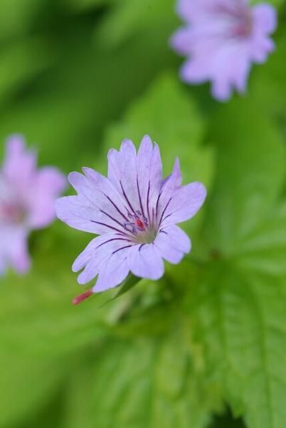 Livraison plante Géranium Nodosum