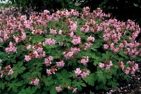 Livraison plante Géranium rhizomateux Ingwersen