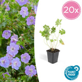 Livraison plante Geranium Rozanne