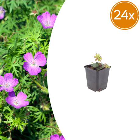 Livraison plante Geranium sanguiné