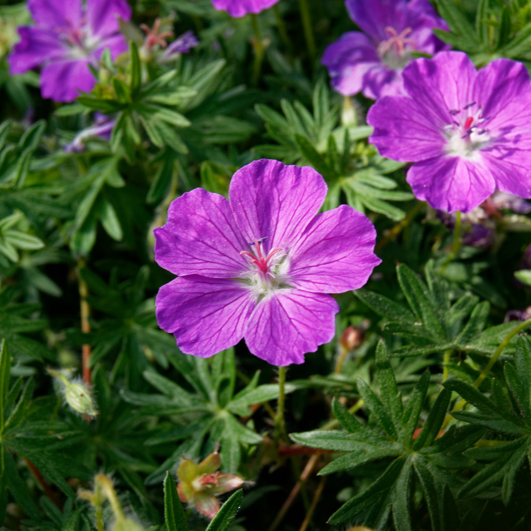 Livraison plante Geranium sanguiné