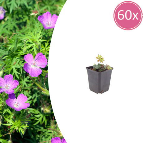 Livraison plante Geranium sanguiné
