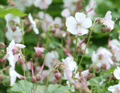 Hardy Geranium (Geranium x cantabrigiense) 'Biokovo'
