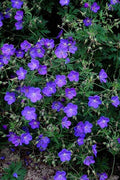 Hardy Geranium (Geranium) 'Johnson's Blue' - Perennial Cranesbill Plant