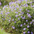 Perennial Geranium (Geranium) 'Rozanne' - Hardy Flowering Plant