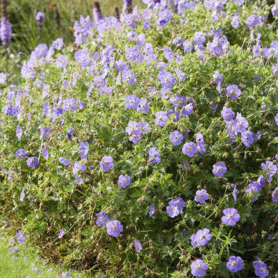 Perennial Geranium (Geranium) 'Rozanne' - Hardy Flowering Plant