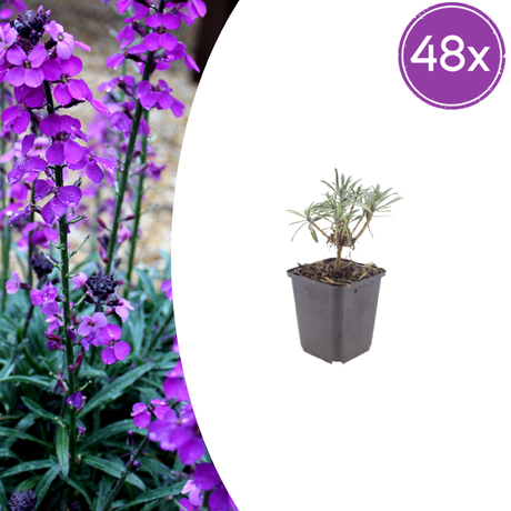 Livraison plante Giroflée mauve