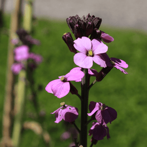 Livraison plante Giroflée mauve