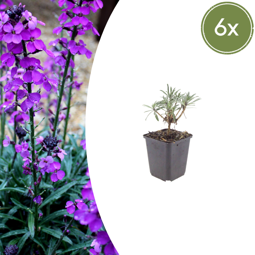 Livraison plante Giroflée mauve