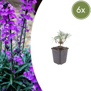 Livraison plante Giroflée mauve