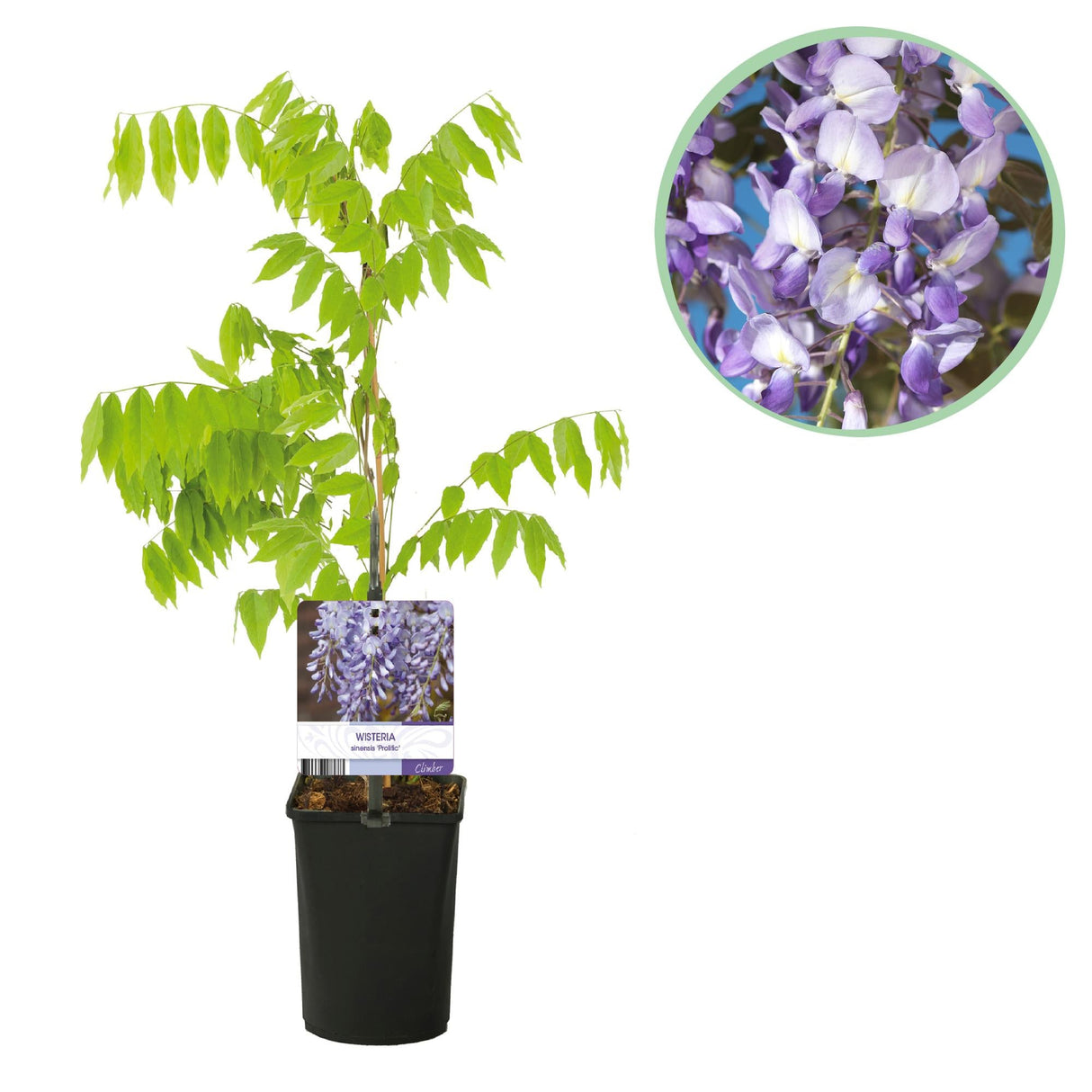 Livraison plante Glycine Prolific – Lot de 1 – Pot 11 cm – Hauteur 40 cm