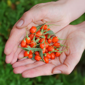 Livraison plante Goji Lycium barbarum – Lot de 6 – Pot 9 cm
