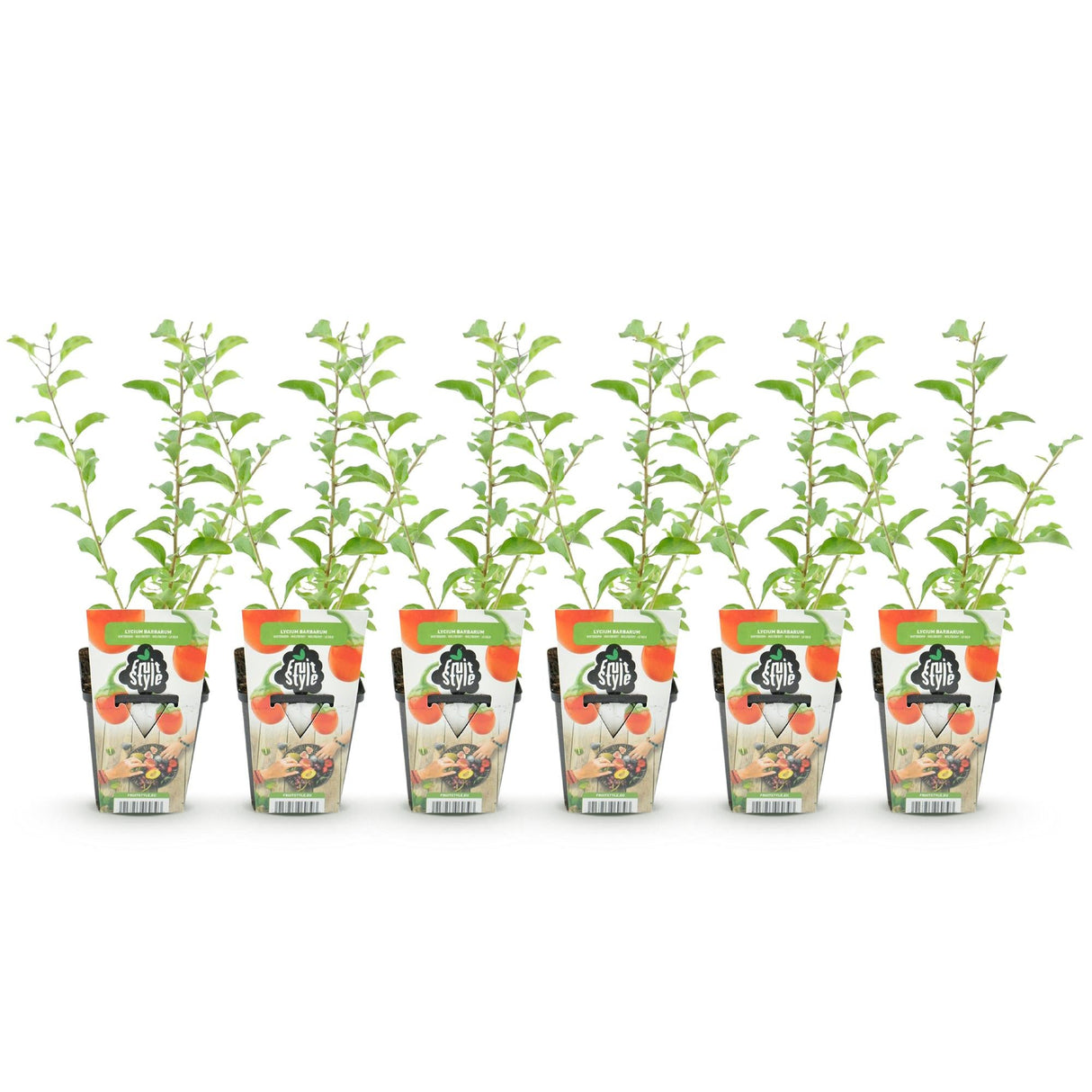 Livraison plante Goji Lycium barbarum – Lot de 6 – Pot 9 cm