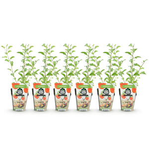 Livraison plante Goji Lycium barbarum – Lot de 6 – Pot 9 cm