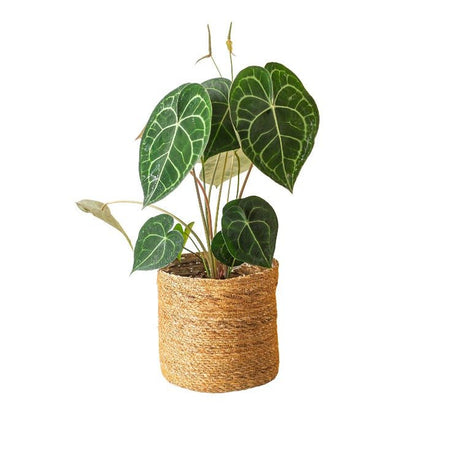 Livraison plante Grand Anthurium Clarinervium