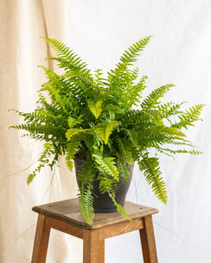 Large Boston Fern
