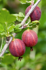 Livraison plante Groseille rouge - arbuste fruitier