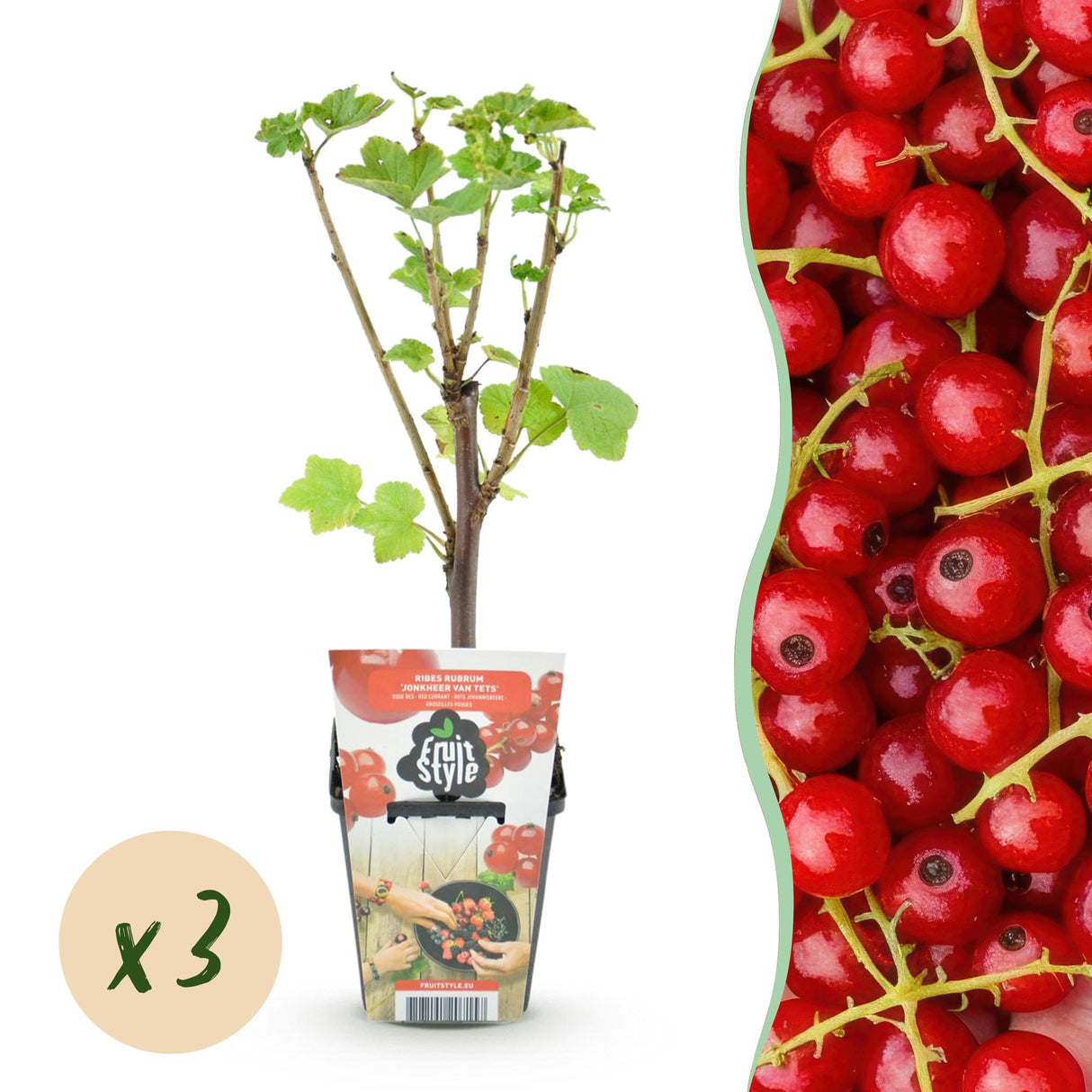 Livraison plante Groseillier Jonkheer van Tets – Lot de 3 – Pot 9 cm