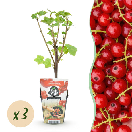 Livraison plante Groseillier Jonkheer van Tets – Lot de 3 – Pot 9 cm
