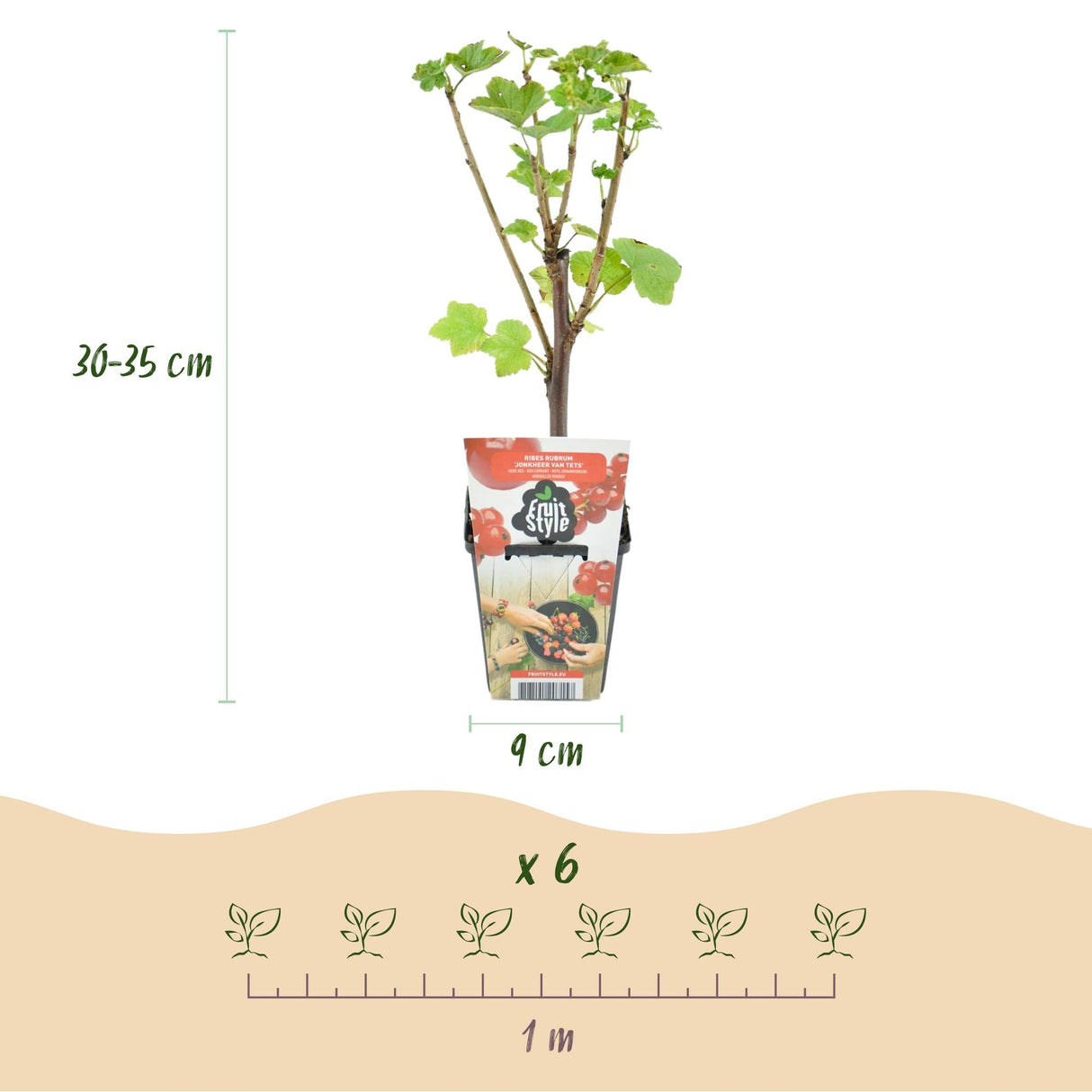Livraison plante Groseillier Jonkheer van Tets – Lot de 3 – Pot 9 cm