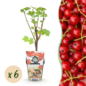 Livraison plante Groseillier Jonkheer van Tets x3